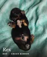 Rex, a male Shih Tzu for sale in Indianapolis, IN – 2 of 3