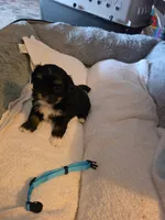 Luna, a female Shih Tzu for sale in Indianapolis, IN – 1 of 6