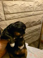 Luna, a female Shih Tzu for sale in Indianapolis, IN – 4 of 6