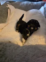 Diva, a female Shih Tzu for sale in Indianapolis, IN – 4 of 9