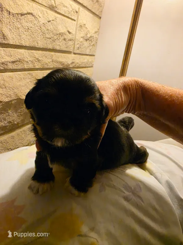 Luna – Shih Tzu puppy for sale in Indianapolis, IN