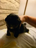 Luna, a female Shih Tzu for sale in Indianapolis, IN – 3 of 6