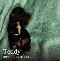 Teddy, a male Shih Tzu for sale in Indianapolis, IN – 2 of 3