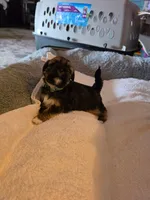 Rufus, a male Shih Tzu for sale in Indianapolis, IN – 1 of 5