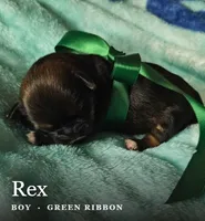 Rex, a male Shih Tzu for sale in Indianapolis, IN – 3 of 3