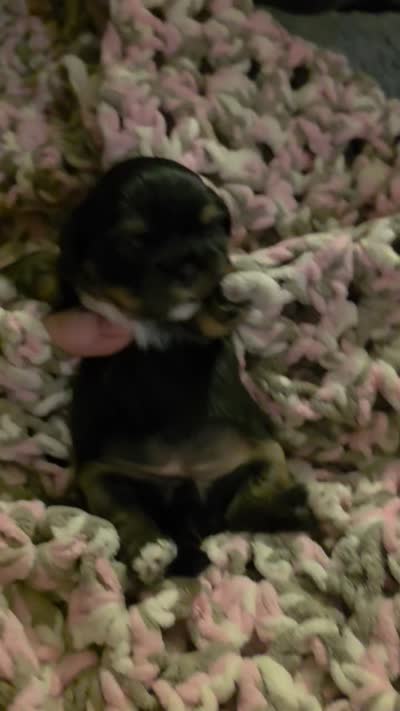 Diva, a female Shih Tzu for sale in Indianapolis, IN – 6 of 9