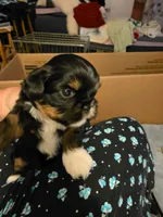 Diva, a female Shih Tzu for sale in Indianapolis, IN – 3 of 9