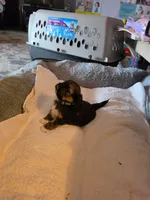 Rufus, a male Shih Tzu for sale in Indianapolis, IN – 2 of 5