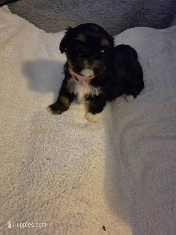 Diva – Shih Tzu puppy for sale in Indianapolis, IN
