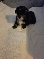 Diva, a female Shih Tzu for sale in Indianapolis, IN – 1 of 9