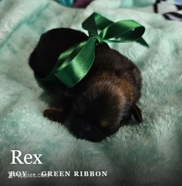 Rex – Shih Tzu puppy for sale in Indianapolis, IN