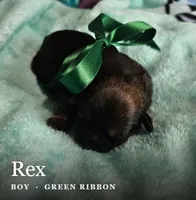 Rex, a male Shih Tzu for sale in Indianapolis, IN – 1 of 3