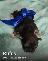 Rufus, a male Shih Tzu for sale in Indianapolis, IN – 2 of 3