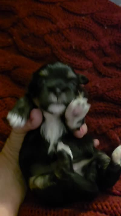 Luna, a female Shih Tzu for sale in Indianapolis, IN – 6 of 6