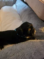 Luna, a female Shih Tzu for sale in Indianapolis, IN – 5 of 6