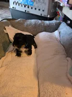 Luna, a female Shih Tzu for sale in Indianapolis, IN – 2 of 6