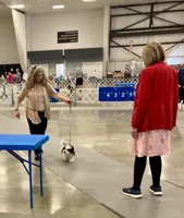 Cowboy, a male Havanese for sale in Eagle Point, OR – Photo 3 of 10