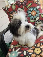 Cowboy, a male Havanese for sale in Eagle Point, OR – Photo 2 of 10