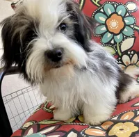 Cowboy, a male Havanese for sale in Eagle Point, OR – Photo 1 of 10
