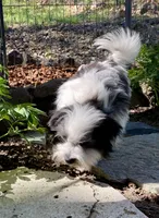 Cowboy, a male Havanese for sale in Eagle Point, OR – Photo 6 of 10
