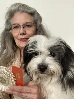 Cowboy, a male Havanese for sale in Eagle Point, OR – Photo 5 of 10