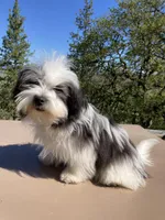 Cowboy, a male Havanese for sale in Eagle Point, OR – Photo 9 of 10