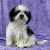 Cowboy, a male Havanese for sale in Eagle Point, OR – Photo 10 of 10
