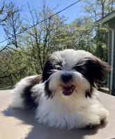 Cowboy, a male Havanese for sale in Eagle Point, OR – Photo 7 of 10