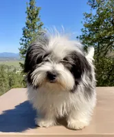 Cowboy, a male Havanese for sale in Eagle Point, OR – Photo 8 of 10