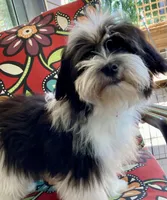 Colt, a male Havanese for sale in Eagle Point, OR – Photo 2 of 7