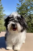 Colt, a male Havanese for sale in Eagle Point, OR – Photo 3 of 7