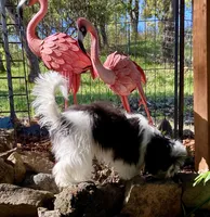 Colt, a male Havanese for sale in Eagle Point, OR – Photo 4 of 7