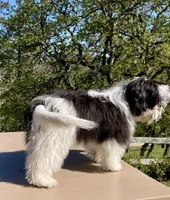 Colt, a male Havanese for sale in Eagle Point, OR – Photo 7 of 7