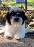 Colt, a male Havanese for sale in Eagle Point, OR – Photo 6 of 7