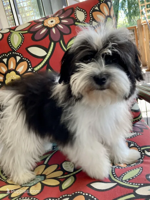 Colt – Havanese puppy for sale in Eagle Point, OR