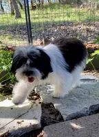 Colt, a male Havanese for sale in Eagle Point, OR – Photo 5 of 7