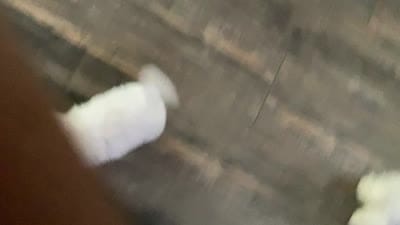 Jett, a male Maltese for sale in Shawnee, OK – 3 of 3