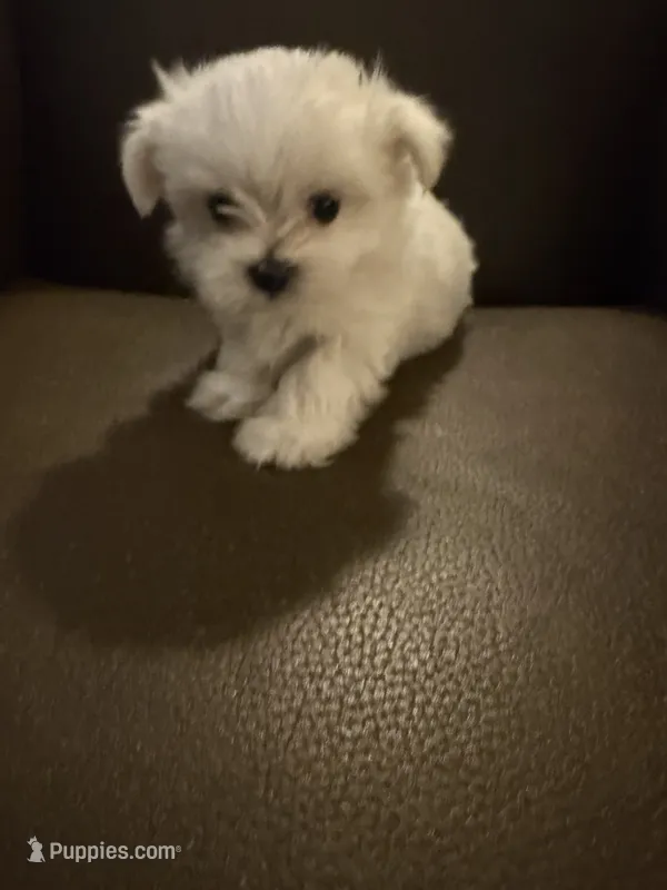 Jett – Maltese puppy for sale in Shawnee, OK