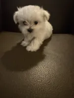 Jett, a male Maltese for sale in Shawnee, OK – 2 of 3