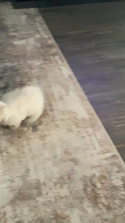 Jett, a male Maltese for sale in Shawnee, OK – 5 of 5