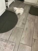 Jett, a male Maltese for sale in Shawnee, OK – 2 of 5