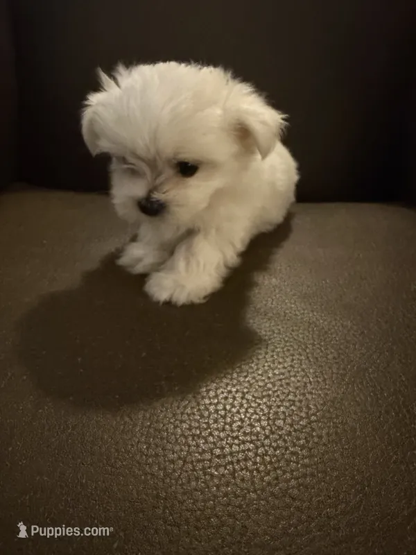 Jett – Maltese puppy for sale in Shawnee, OK