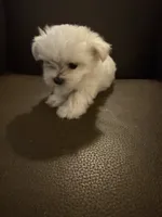 Jett, a male Maltese for sale in Shawnee, OK – 1 of 3