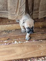 N/A, a female Cane Corso for sale in Taylorsville, NC – 7 of 8