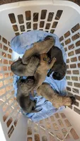 NA, a male Cane Corso for sale in Taylorsville, NC – 5 of 5