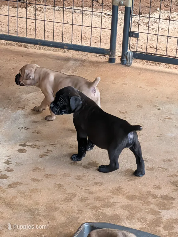 NA – Cane Corso puppy for sale in Taylorsville, NC