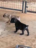 NA, a male Cane Corso for sale in Taylorsville, NC – 1 of 10