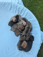 NA, a female Cane Corso for sale in Taylorsville, NC – 3 of 3