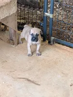 N/A, a female Cane Corso for sale in Taylorsville, NC – 8 of 8