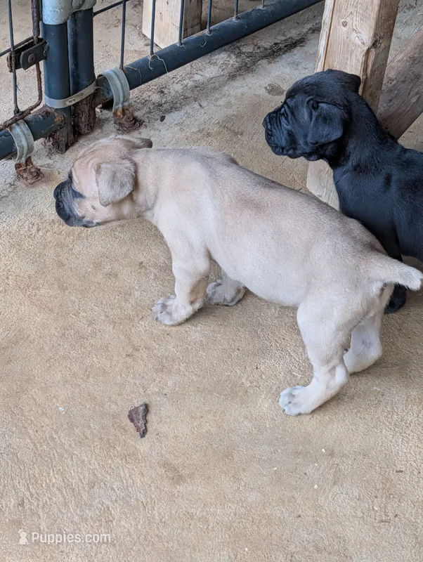 N/A – Cane Corso puppy for sale in Taylorsville, NC